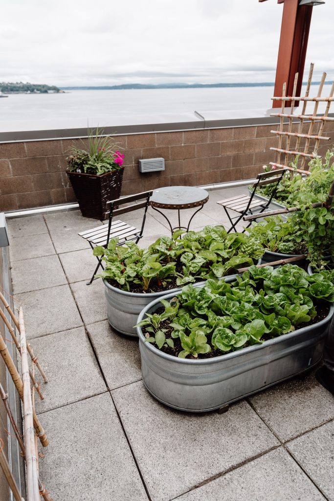 pike place garden The Retro Penguin